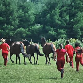Dancing with Horses